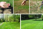 Easy Lawn Fixes: Plant Grass Seed Over Old Lawns Like a Pro