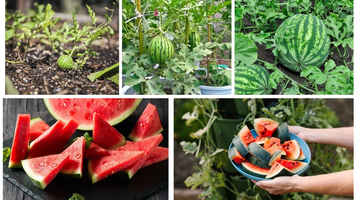 Watermelon Wonders: Growing Juicy Fruits from Tiny Seeds