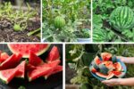 Watermelon Wonders: Growing Juicy Fruits from Tiny Seeds