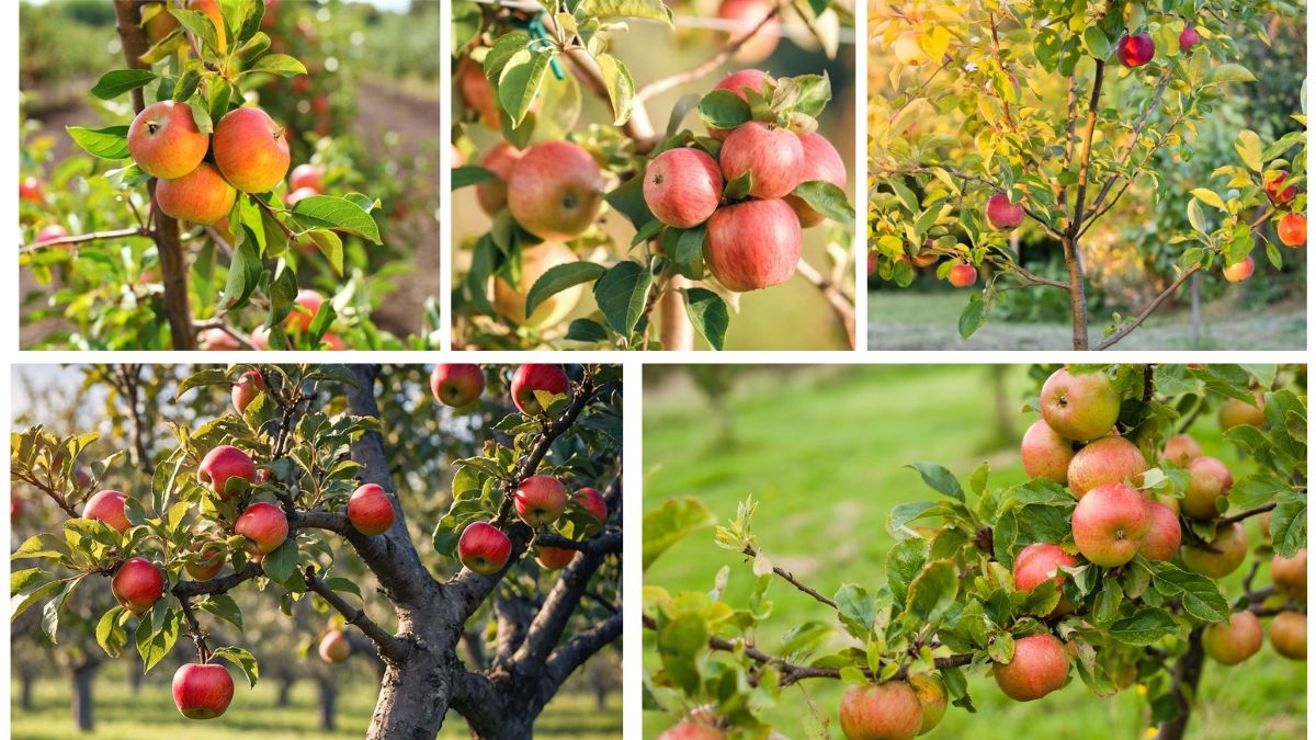 Apple Tree Adventure: Grow Crisp Fruits at Home with Ease