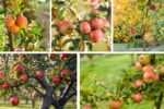 Apple Tree Adventure: Grow Crisp Fruits at Home with Ease