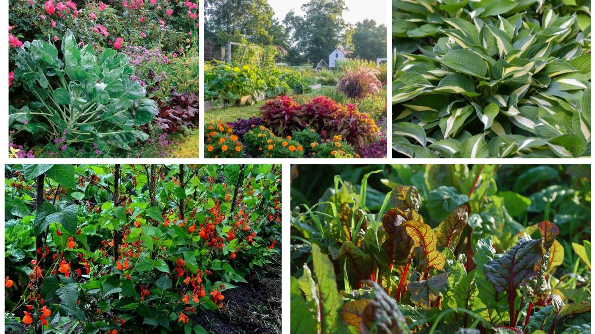 5 Garden Plants with Edible Leaves for Dual Beauty and Taste