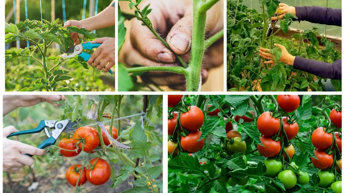 Tomato Pruning Simplified: Bigger Harvests Made Easy