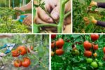 Tomato Pruning Simplified: Bigger Harvests Made Easy