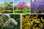 Low-Allergen Trees Perfect for Family Yards