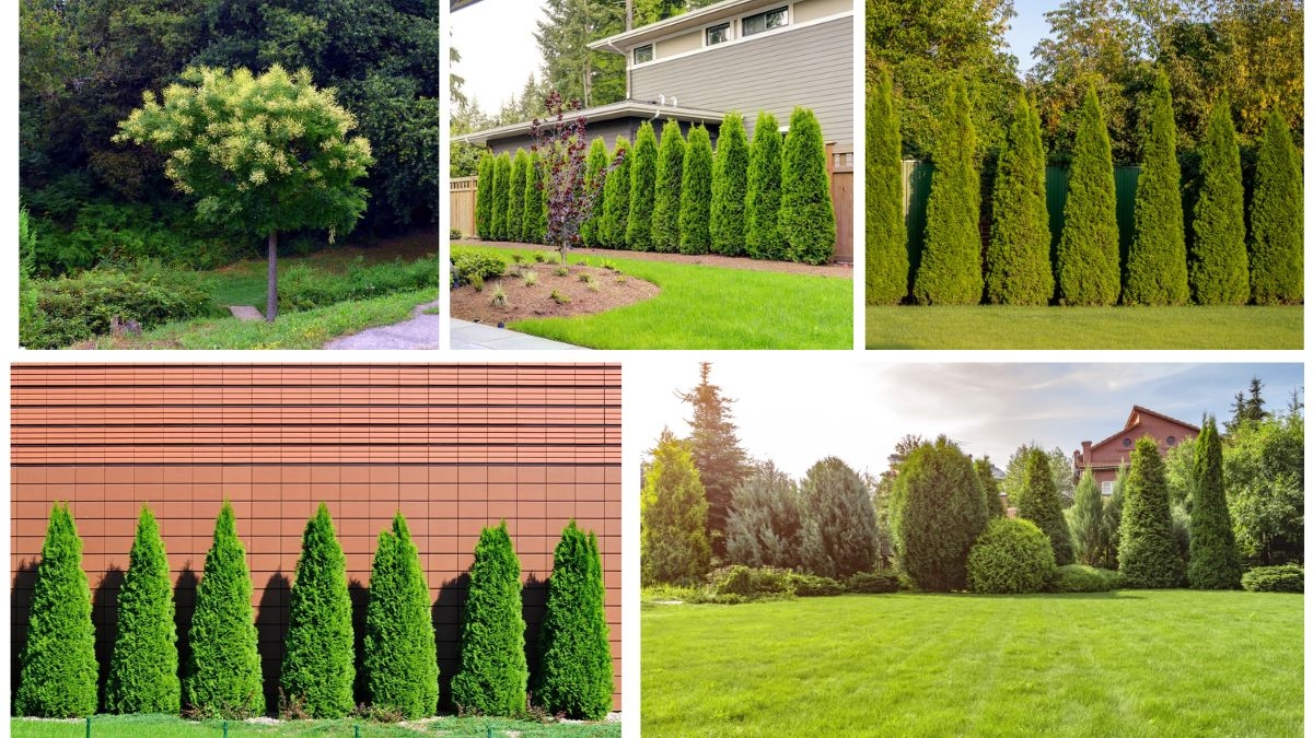 Trees That Provide Privacy in Limited Garden Areas