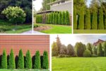 Trees That Provide Privacy in Limited Garden Areas
