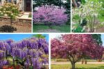 Tiny Trees That Bloom in Every Season