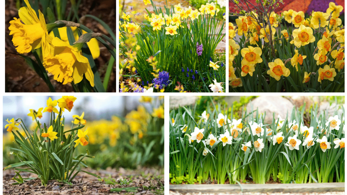 How to Grow Daffodils from Bulbs for Bright Blooms