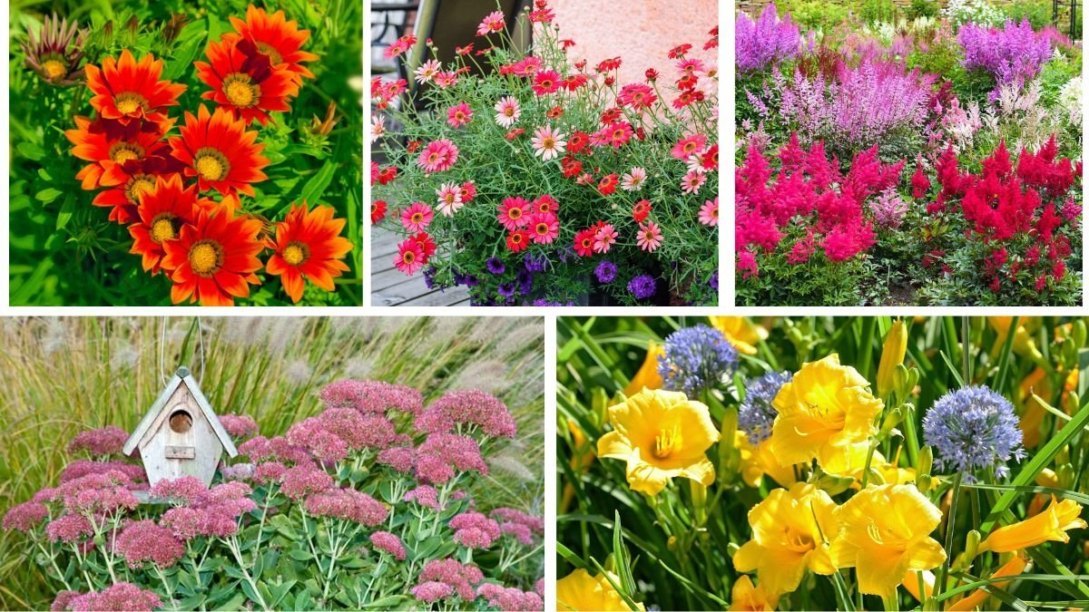 The Best Perennials for Color All Summer