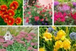 The Best Perennials for Color All Summer