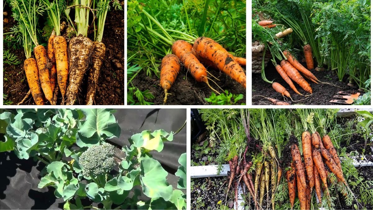 5 Fall Vegetables You Should Plant Right Now