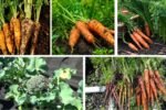5 Fall Vegetables You Should Plant Right Now