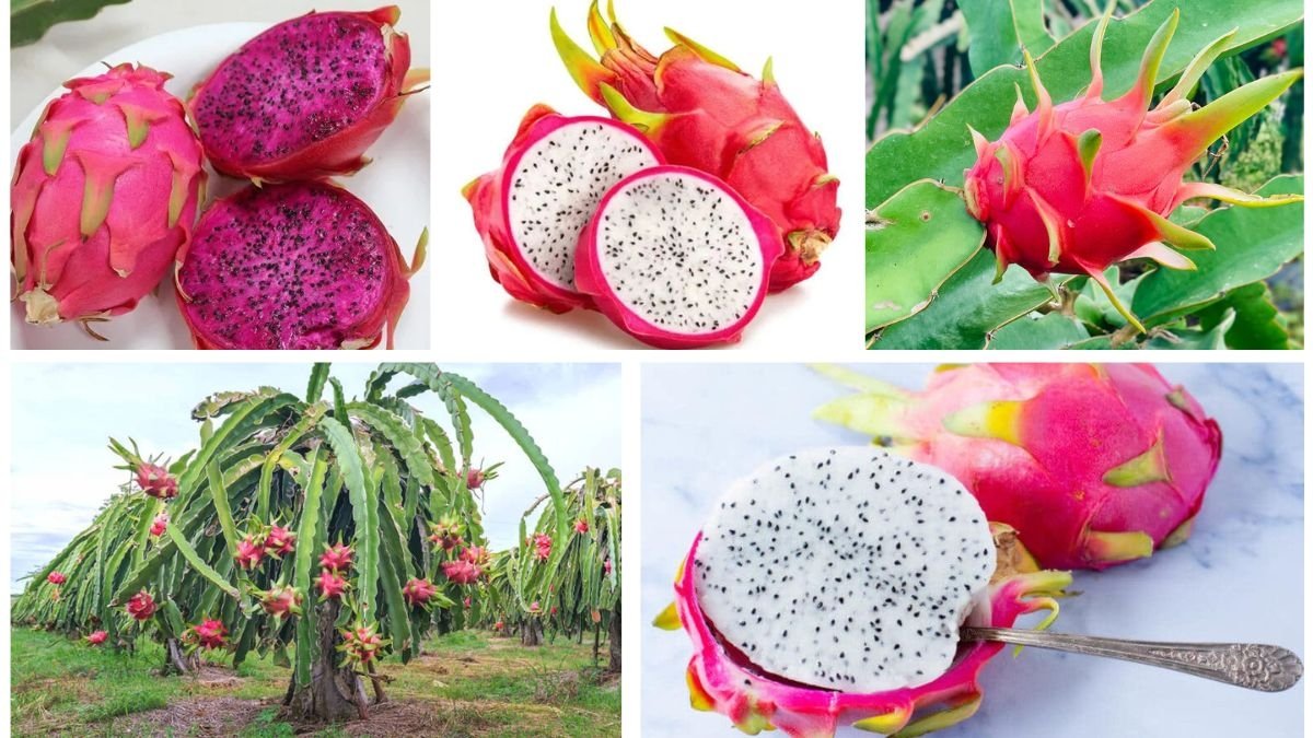 Which Country Is Known as the Top Producer of Dragon Fruits?