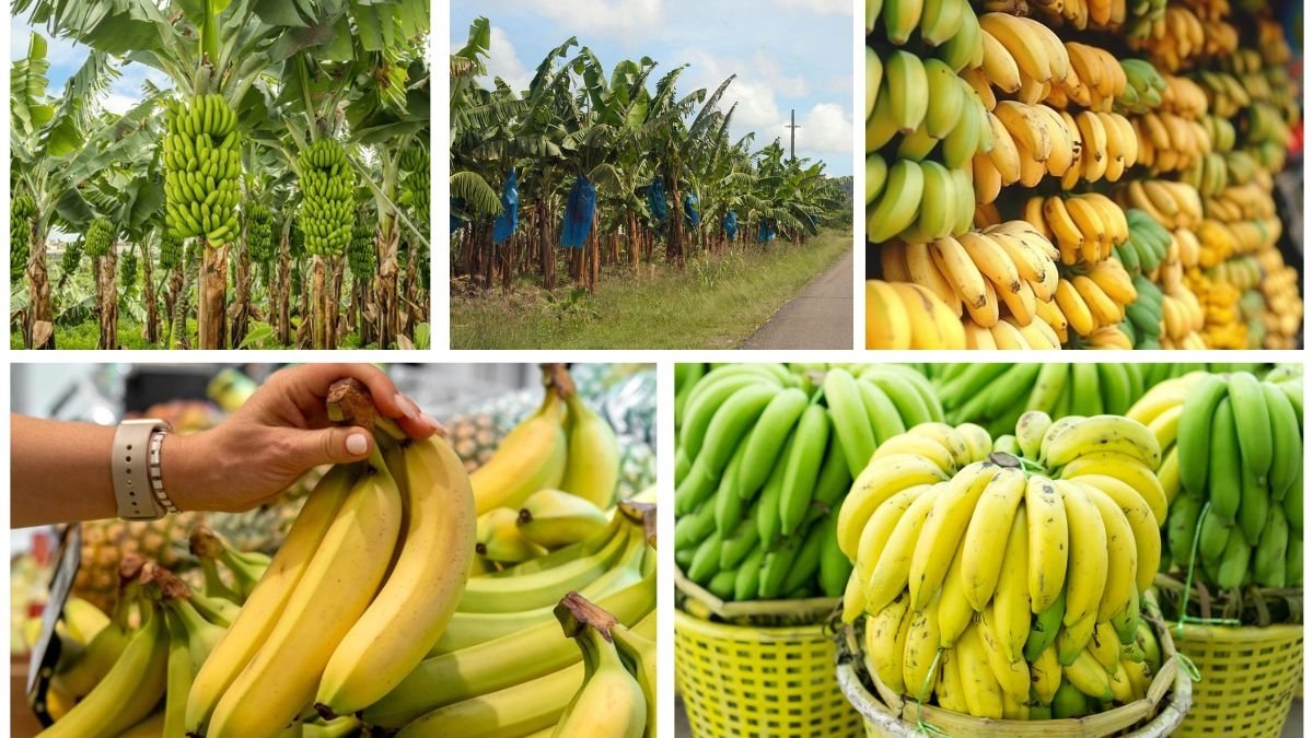 Which Country Is Best Known for Producing Bananas?