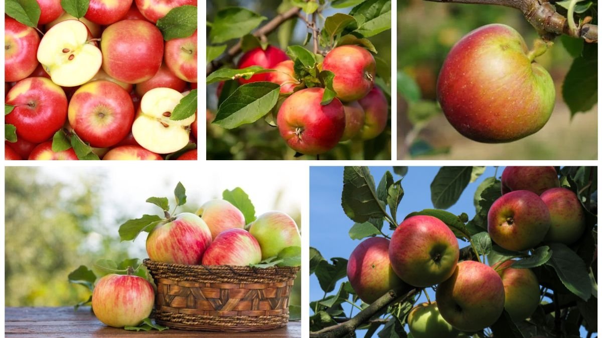 Which Country Is the World’s Top Apple Producer?