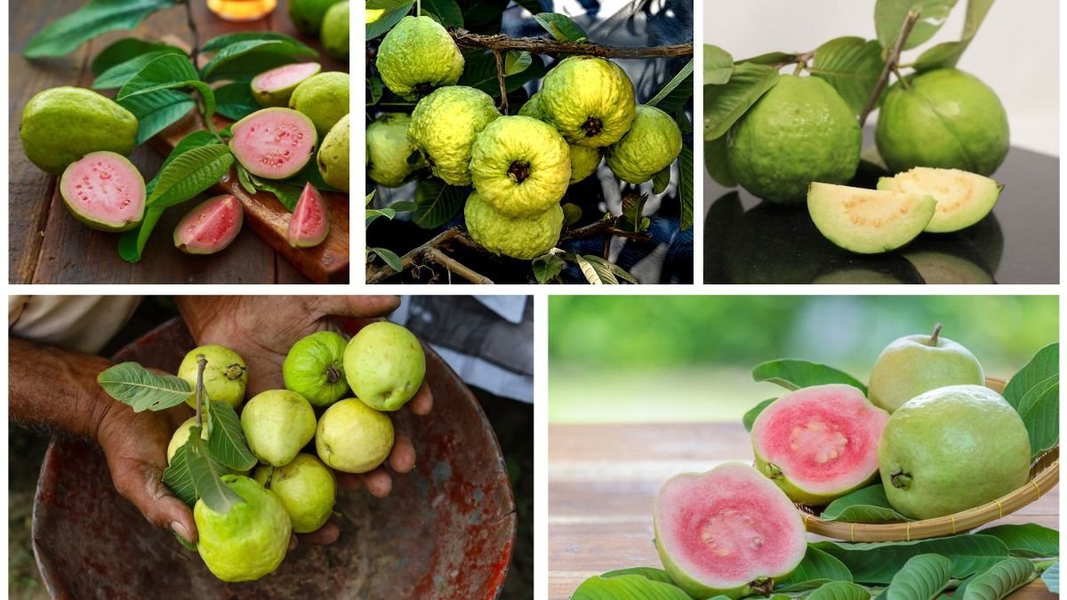 Which Country Is the Largest Apple Guava Producer Globally?