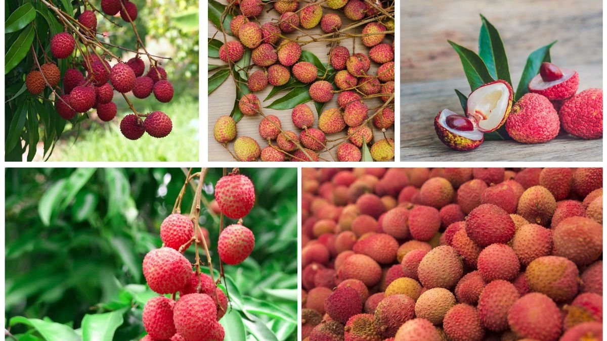 Which Country Is the Largest Durian Producer Worldwide?
