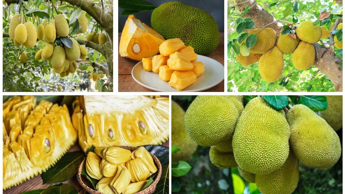 Which Country Leads as the Largest Jackfruit Producer Globally?