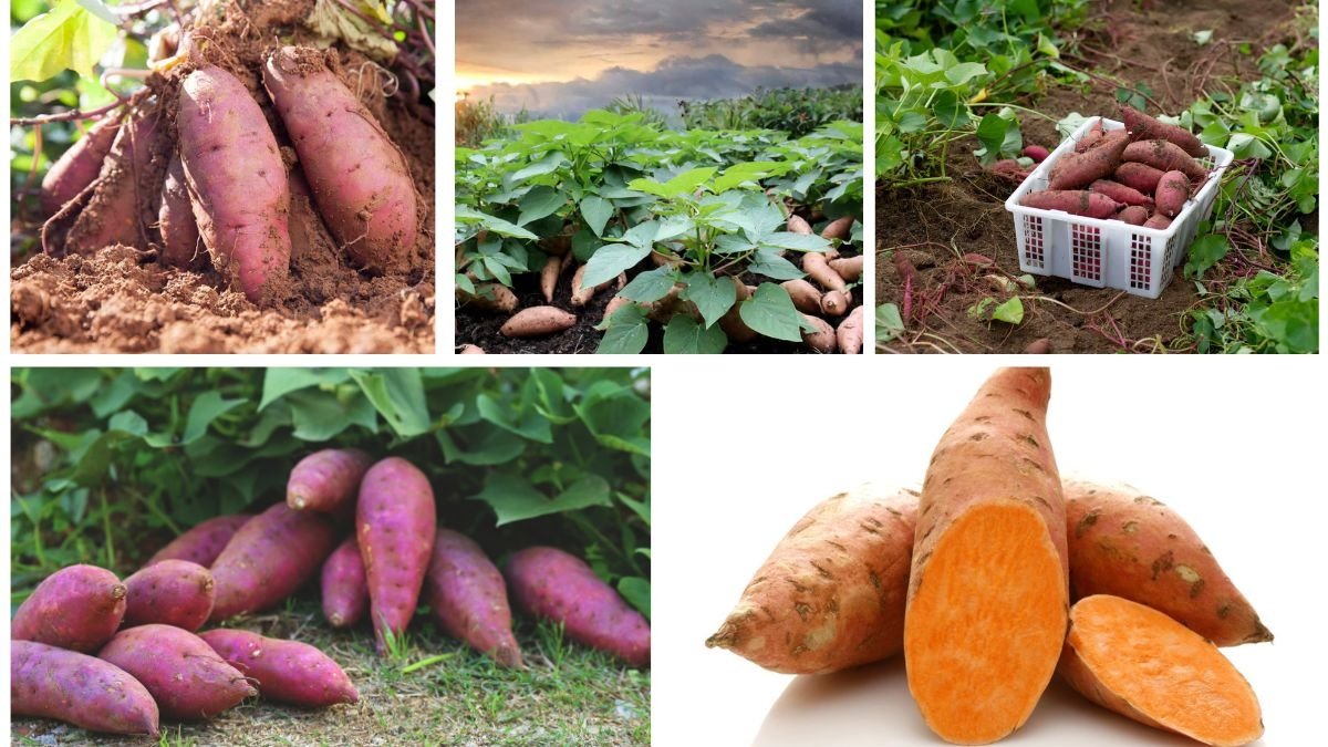 Which Country Produces the Most Sweet Potatoes Worldwide?