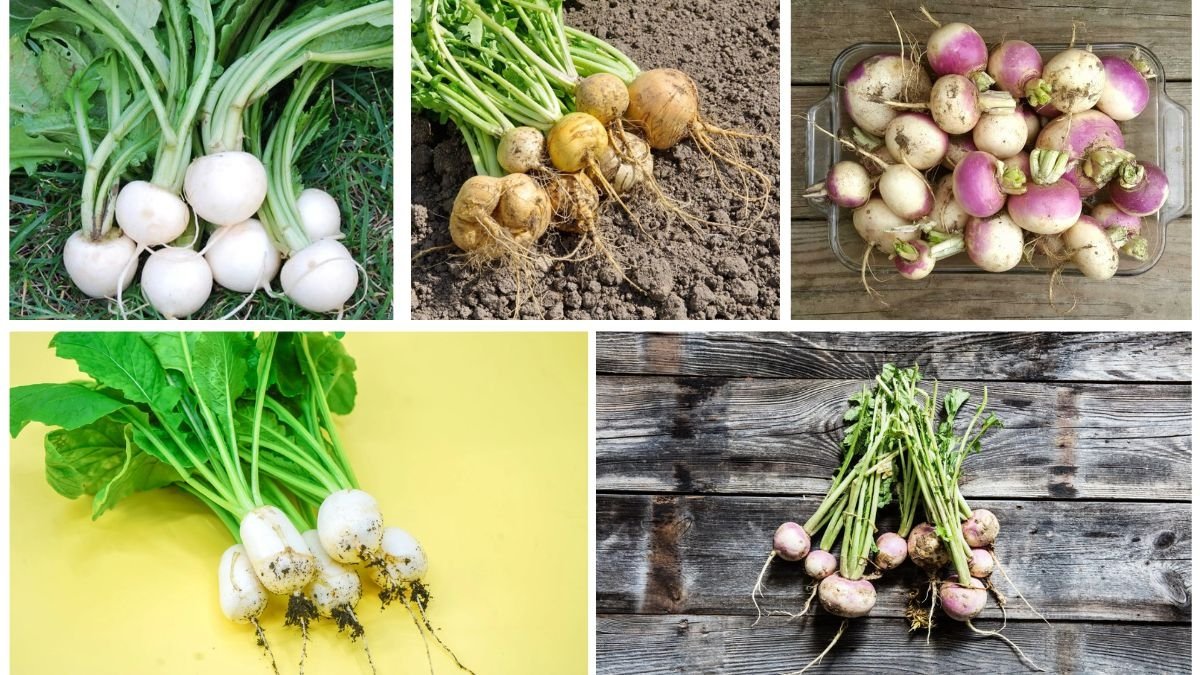 Which Country Leads in Turnip Production Worldwide?