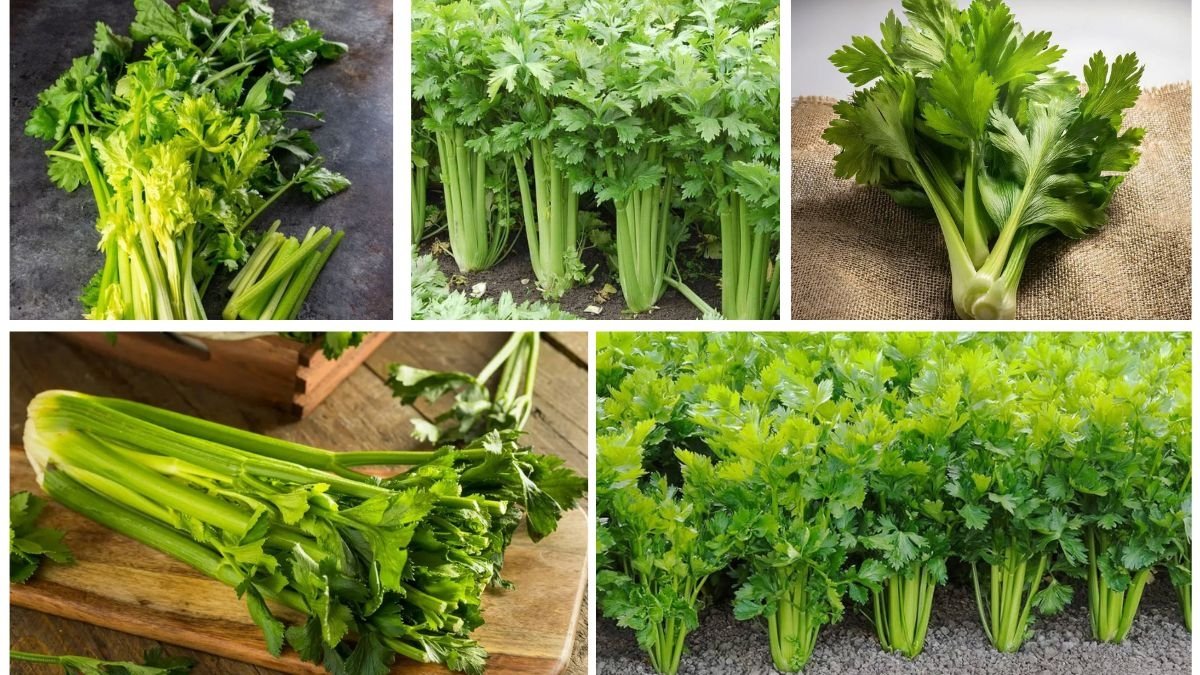 Which Country Produces the Most Celery Globally?