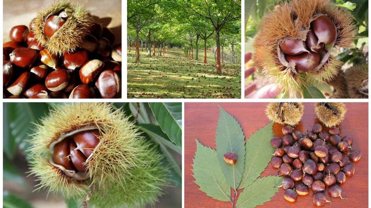Which Country Is the Largest Chestnut Producer Worldwide?