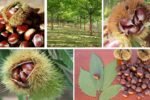 Which Country Is the Largest Chestnut Producer Worldwide?