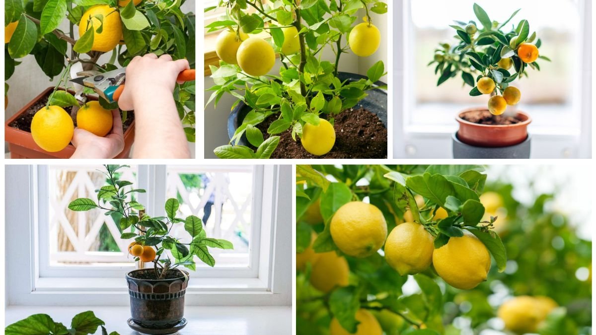 The Best Way to Grow Lemons Indoors or Outside