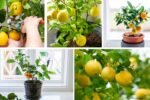 The Best Way to Grow Lemons Indoors or Outside