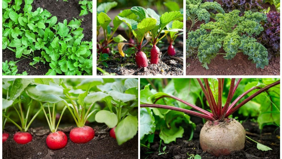 5 Fast-Growing Vegetables for Beginner Gardeners