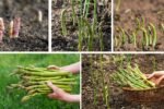 How to Plant Asparagus for Years of Harvests