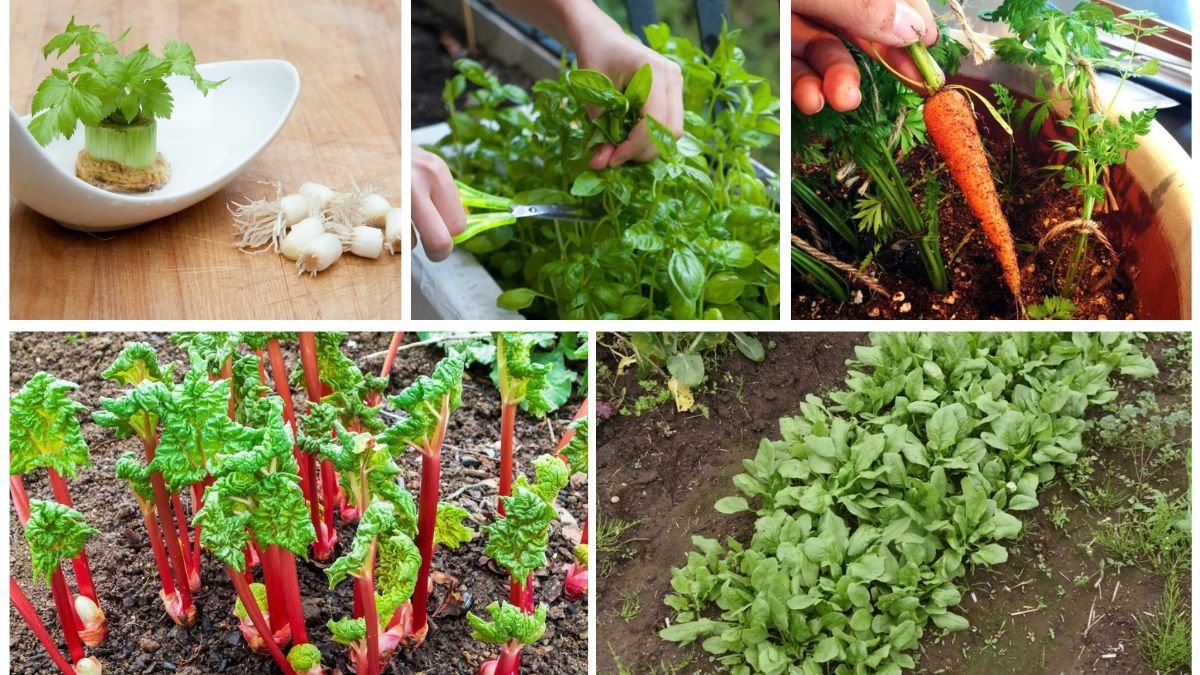 5 Vegetables That Grow Back After Cutting
