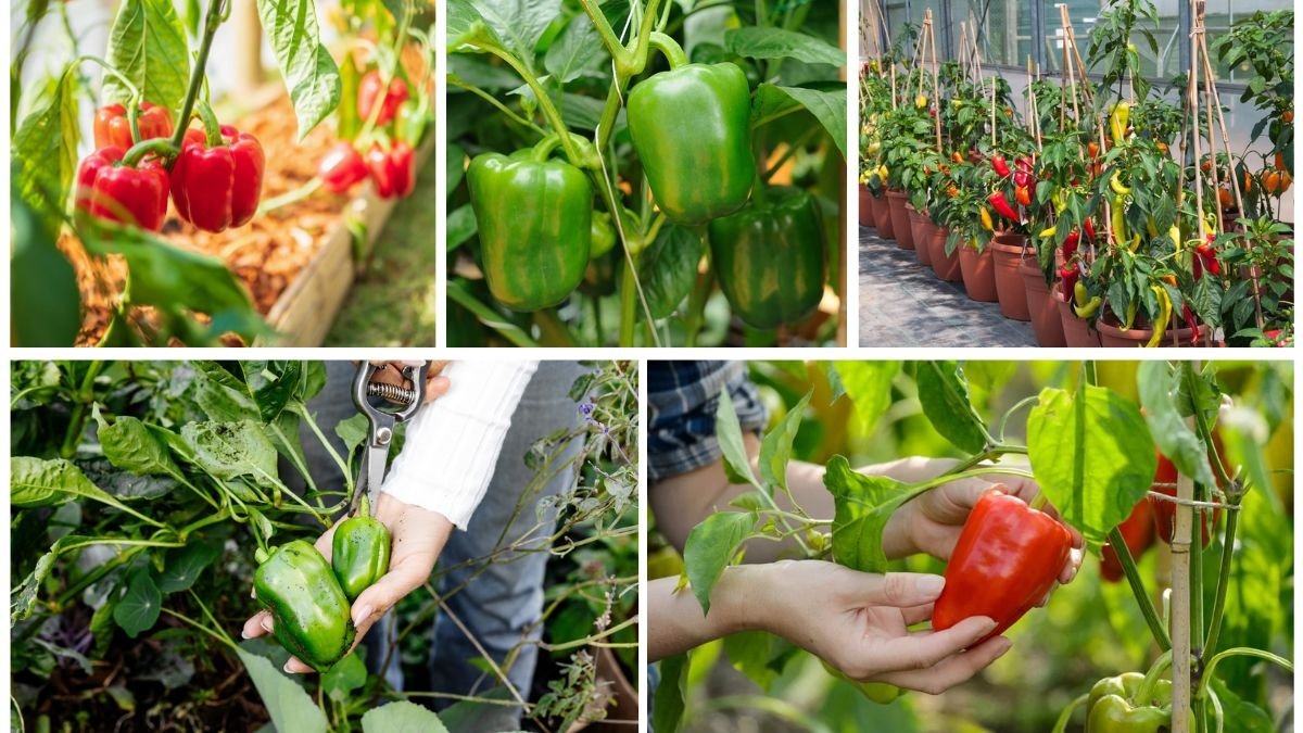 How to Grow Bell Peppers for Crisp, Sweet Harvests