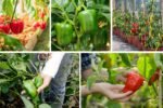 How to Grow Bell Peppers for Crisp, Sweet Harvests